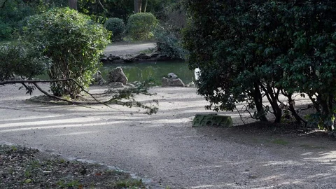 Small pond in the old park Stock Footage 99703883