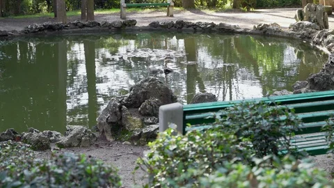 Small pond in the old park Stock Footage 99704017