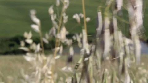 Small pond in open countryside during a windy sunny day. Blurry to focus Stock Footage 82584686
