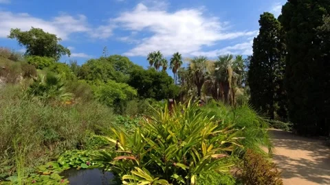 Small pond, palm trees and other trees in Jardí Botànic Marimurtra in Blanes Stock Footage 249833587