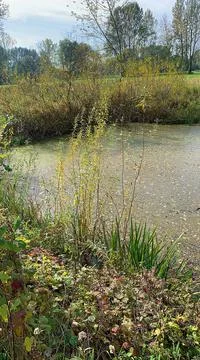 Small pond Stock Photos