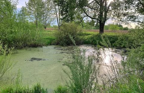 Small pond Stock Photos