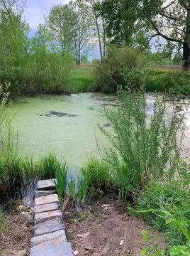 Small pond Stock Photos