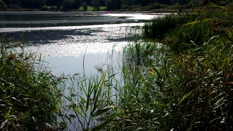 Small pond with reed Stock Footage 99850700