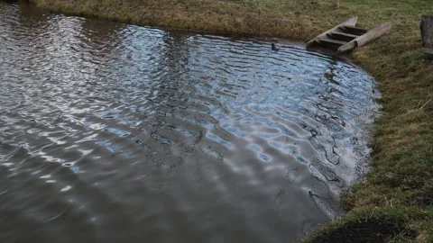 A small pond with ripples and reflections Video stock 332472845