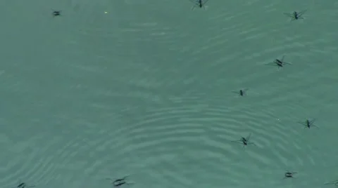 Small Pond skaters are floating on the surface of water Stock Footage 66190632