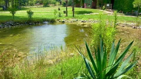 Small pond. Splashes on the surface of water. Green area around Stock Footage 248727594