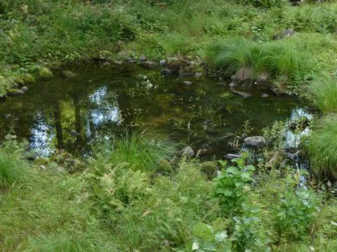 Small pond in summer Stock Photos