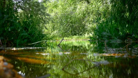 A small pond surrounded by green trees 2 動画素材 103864495