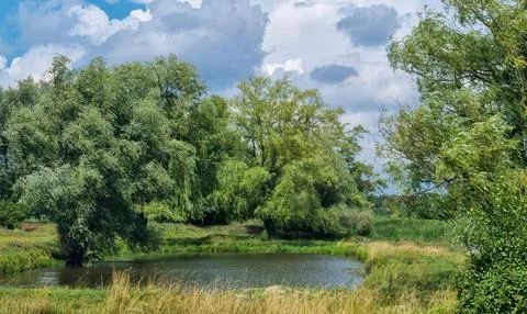 Small pond surrounded by green trees and grass under cloudy sky Stock Photos