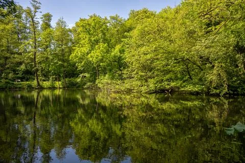 A small pond surrounded by trees Stock Photos