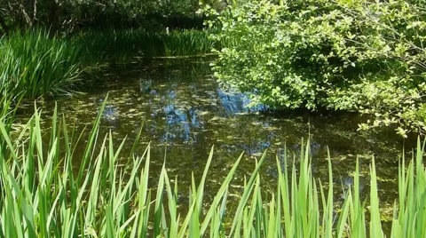 Small pond timelapse, 15x speed. Stock Footage 42344735