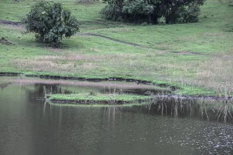 A small pond with a tree in the background Stock Photos