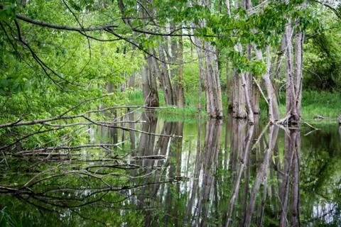 Small pond trees Stock Photos