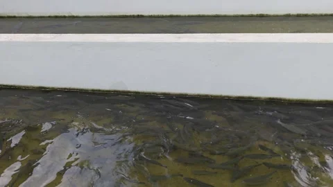 A small pond for trout in the restaurant's yard Stock-Footage 340510229