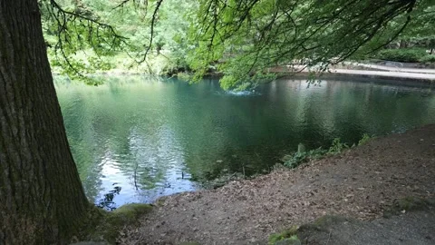 A small pond under trees and shade on a beautiful day Stockbeeldmateriaal 341903070