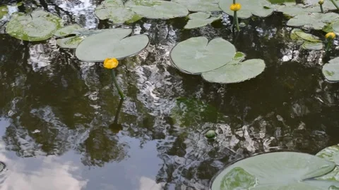 A small pond with water lilies that bloomed in yellow Stock Footage 196995065