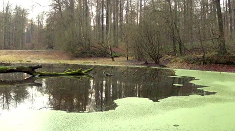 Small pond in the woods. Stock Footage 35104909