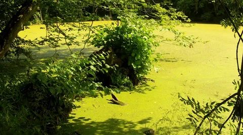 Small pond in the woods. Stock Footage 35789952