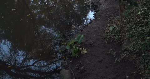 Small pond in the woods with reflections of trees and sky at dusk Stock Footage 117584310