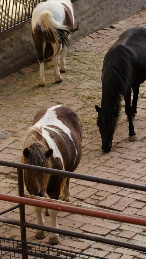 Small ponies calmly graze on straw inside a zoo enclosure with brick ground and Stock Footage 325740305