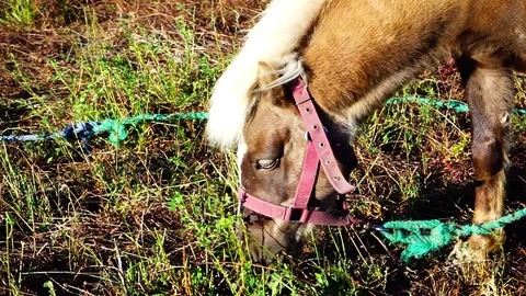 A small pony Stock Footage 125275250