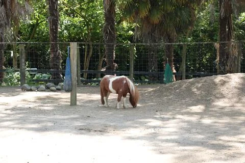 Small pony grazing in paddock Foto stock