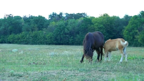 Small pony mare with cub, grazing Video stock 282862805