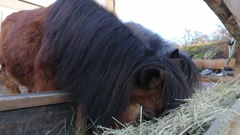Small pony on a ranch Stock Footage 145359286