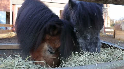 Small pony on a ranch Stock Footage 145359372