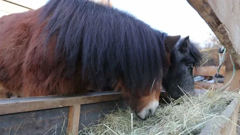 Small pony on a ranch Stock Footage 145359463