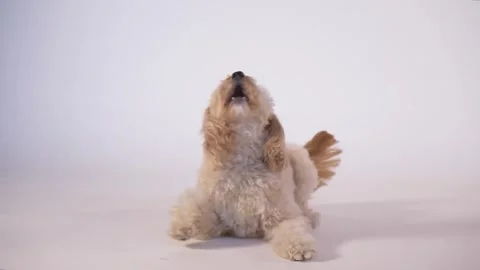 Small poodle dog lying down on white studio floor. Stock Footage 335712469