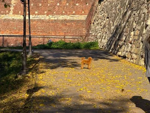 Small poodle standing on leaf-covered path near old brick wall. Warmth, sunli Stock Photos