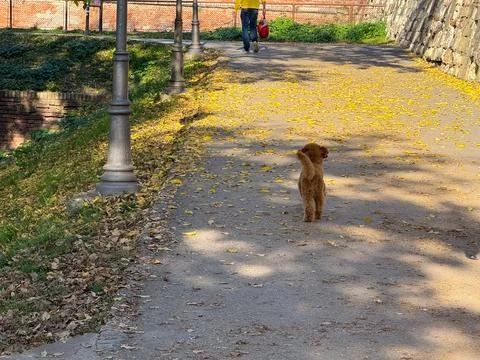 Small poodle walking along path with autumn trees and distant skyline. Moveme Stock Photos