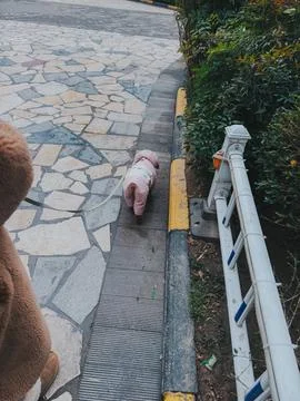 Small poodle wearing winter jacket walking in residential park pathway in China Foto stock