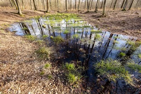 A small pool in a deciduous forest. A pond between large trees. Stock Photos