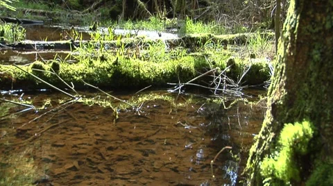 A small pool by a stream in the forest Video stock 8676602
