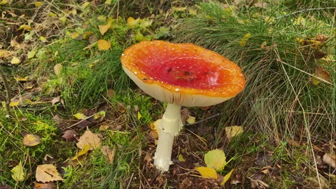 Small pool of water on a red mushroom. Stock Footage 217632745