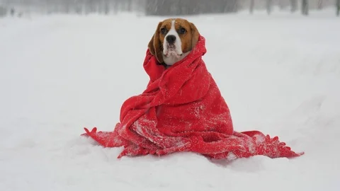Small poor dog sitting in snowstorm, covered with thin red plaid Stock Footage 101849007