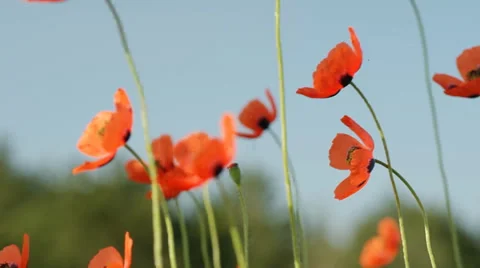 Small poppies Stock Footage 33864544
