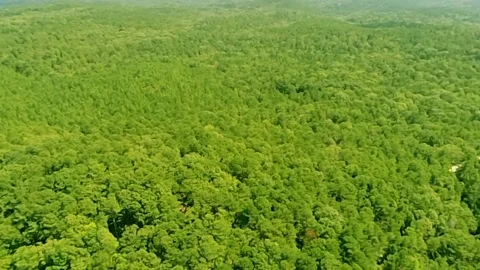  A small portion of the beautiful, lush Alabama forest as seen from high up Stock Footage 340524956