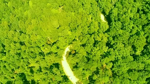  A small portion of the lush, green Alabama forest as seen from high up Stock Footage 340524955
