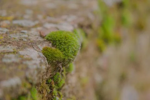 Small portion of moss lodged on the edge of the wall. Stock Photos