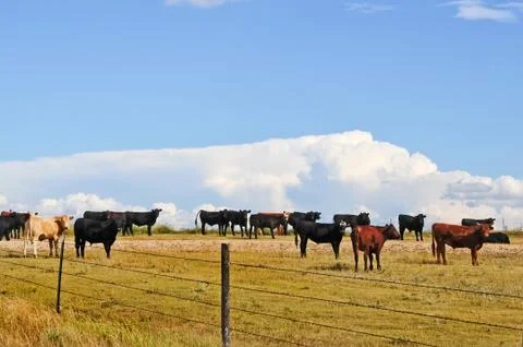 Small portion of steer herd waiting to be shipped Stock Photos