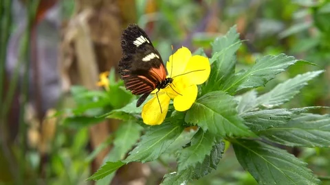 Small Postman butterfly Feeding Nectar On  Flower Video stock 89060461