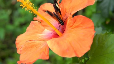 Small Postman Butterfly Feeding Nectar On Flower Video stock 89060462