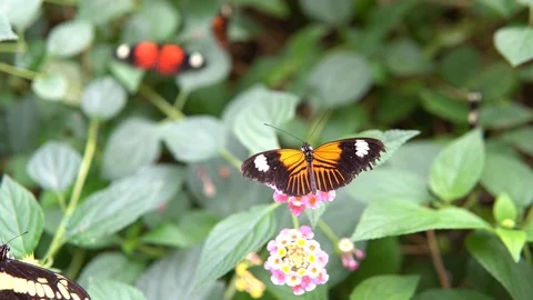 Small Postman Butterfly Feeding Nectar On Flower Stock Footage 89060506