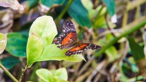 Small Postman Butterfly On leaf Stock Photos