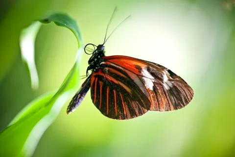Small postman butterfly Foto stock
