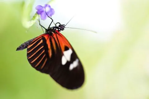 Small postman butterfly Foto stock
